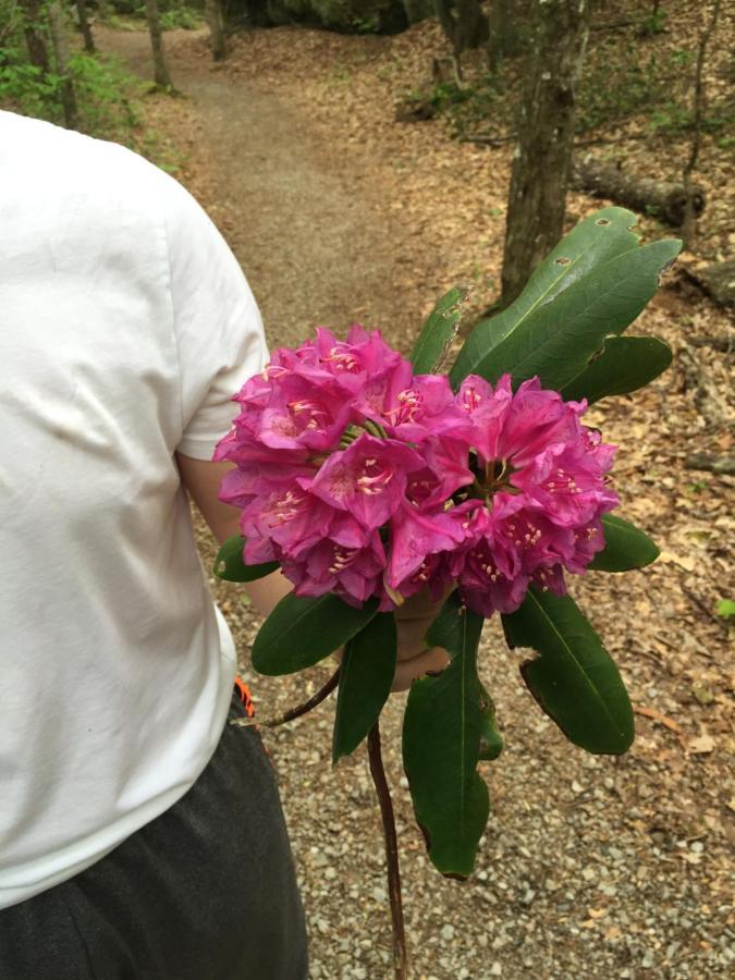 Pine Mountain Inn Pineville ภายนอก รูปภาพ